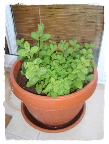 Hortelã é muito usado para o preparo de chás (Foto: Reprodução)